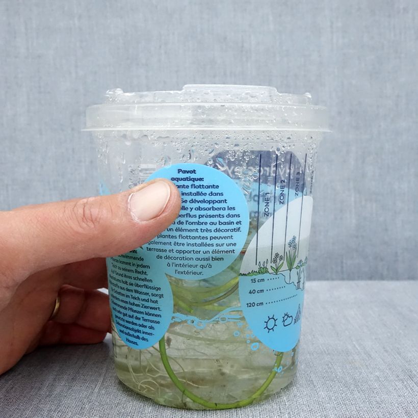 Spécimen de Hydrocleys nymphoides - pavot aquatique Boîte, boite plastique 12cm tel que livré en été