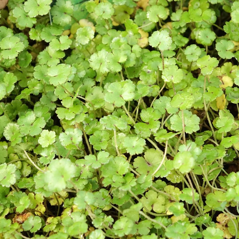 Hydrocotyle nova-zealandiae (Feuillage)