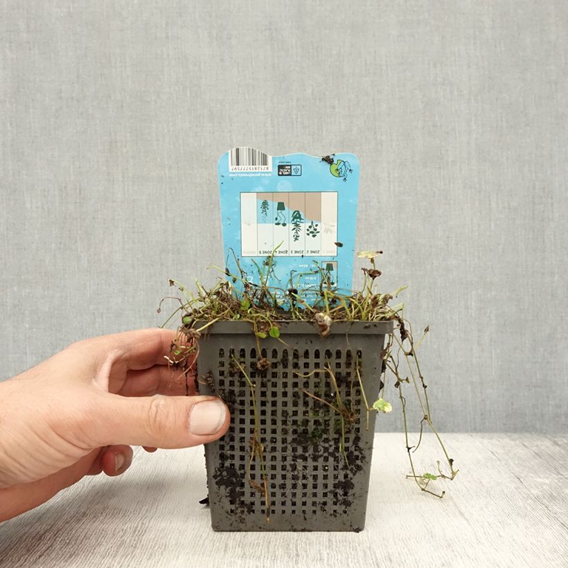 Spécimen de Hydrocotyle sibthorpioides Variegata Pot de 1L/1,5L tel que livré en automne