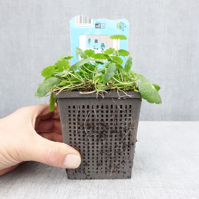 Example of Hydrocotyle vulgaris Pot de 1L/1,5L as you get in printemps