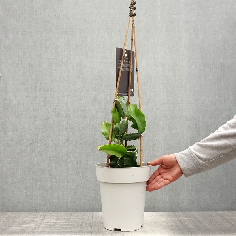 Example of Hylocereus undatus - Pitaya, Fruit du dragon rouge Pot de 6L/7L as you get in printemps