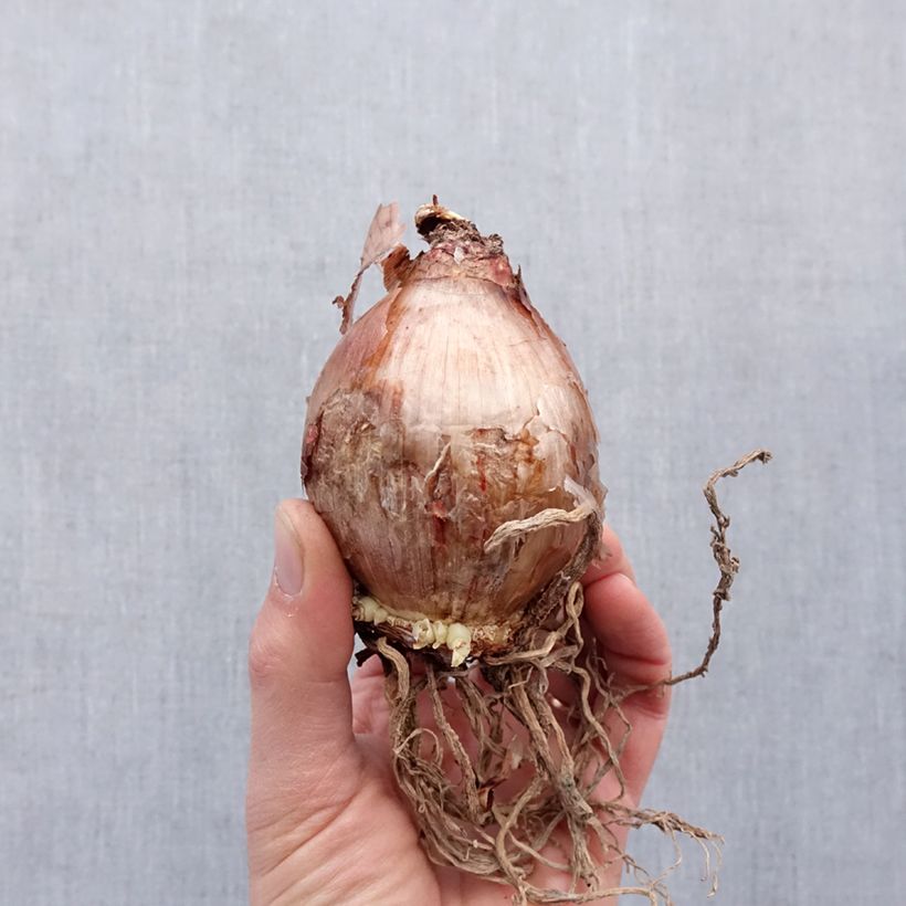 Spécimen de Hymenocallis longipetala - Ismene blanche   Bulbe calibre 16+ tel que livré au printemps