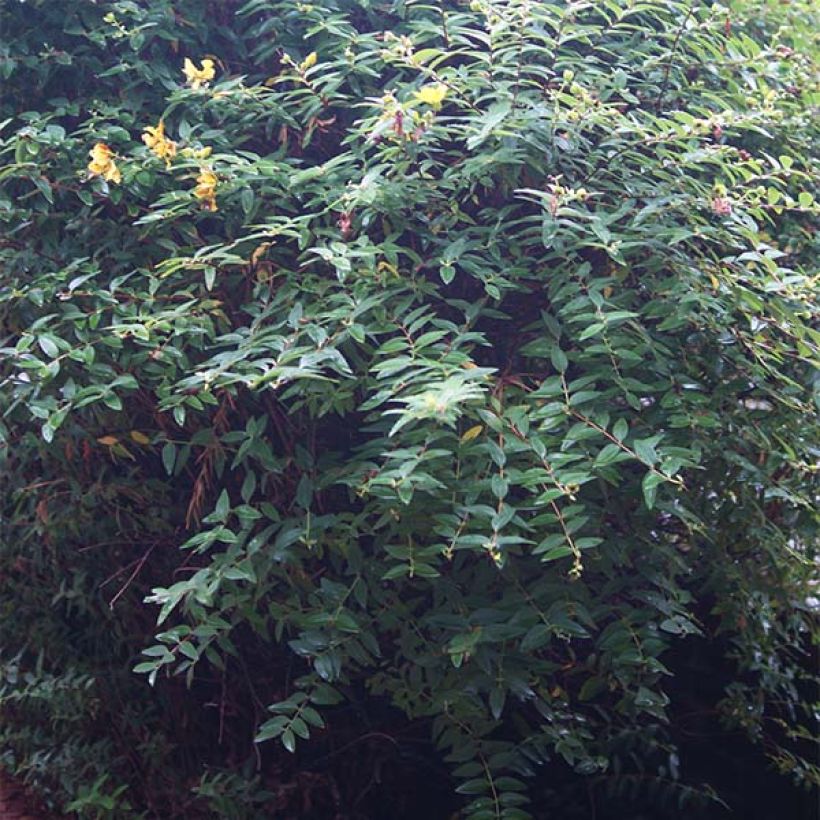 Millepertuis - Hypericum calycinum (Foliage)