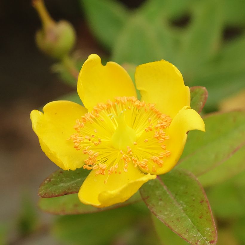 Hypericum dummeri Peter Dummer - Millepertuis  (Flowering)