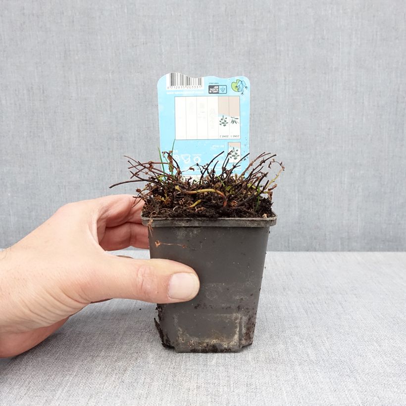 Example of Hypericum elodes - Millepertuis des marais Godet de 8/9 cm as you get in printemps