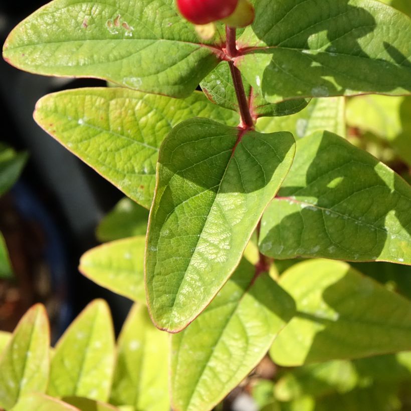 Hypericum inodorum Magical Universe  - Millepertuis (Foliage)