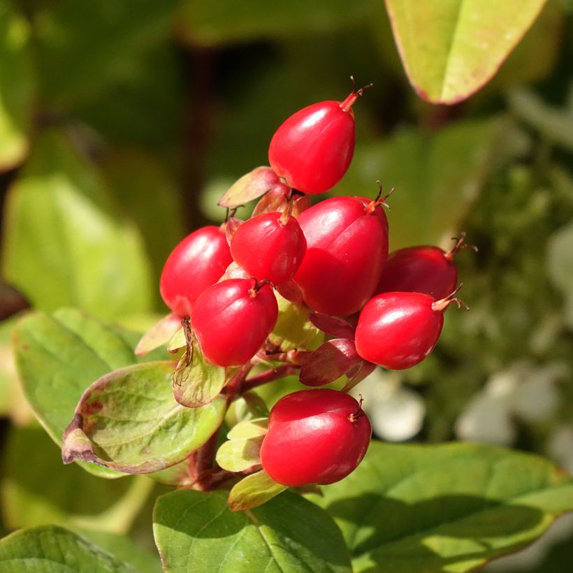 Hypericum inodorum Magical Universe  - Millepertuis (Harvest)