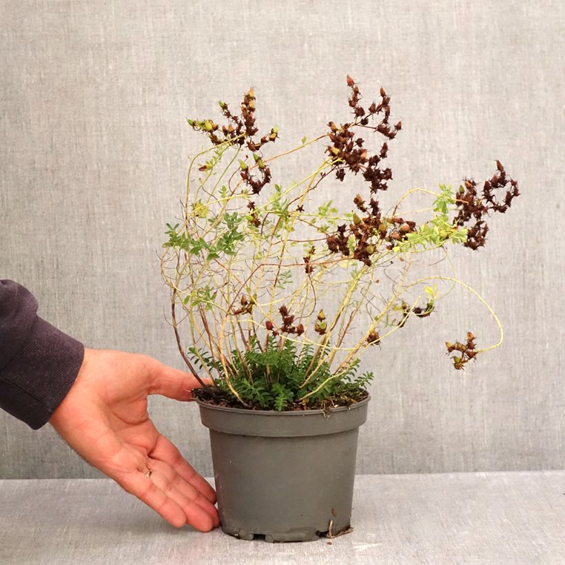 Spécimen de Hypericum perforatum - Millepertuis officinal, perforé Pot de 1,5L/2L tel que livré en automne