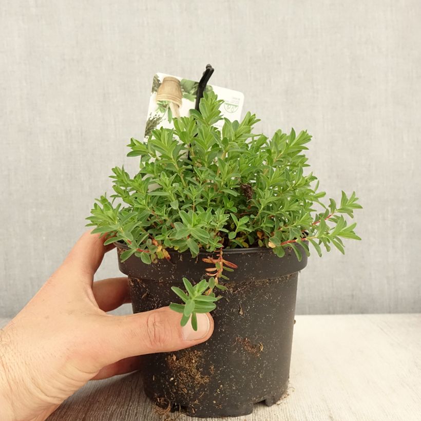 Example of Hypericum perforatum - Millepertuis officinal, perforé Pot de 1,5L/2L as you get in printemps