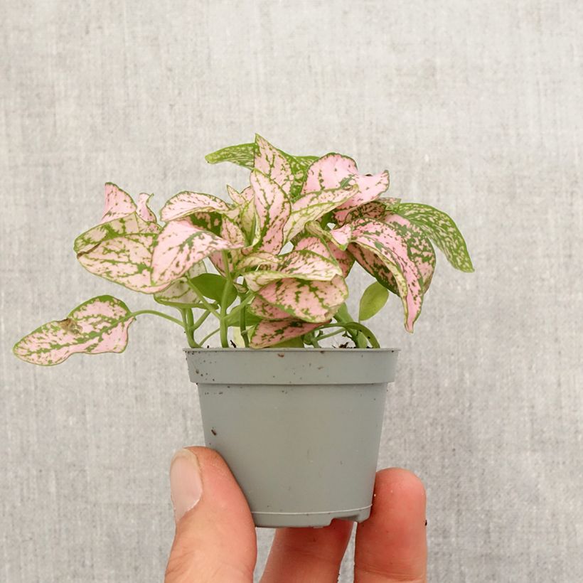 Example of Hypoestes phyllostachya Pink Mini-plante as you get in printemps