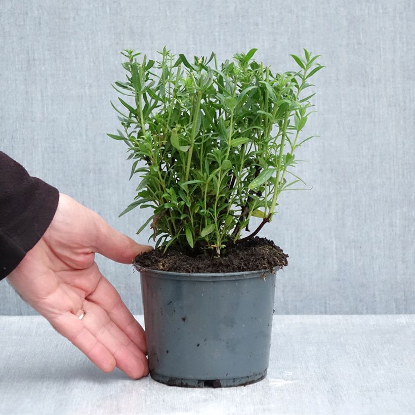 Spécimen de Hysope officinale en plant BIO Pot de 1L/1,5L tel que livré en automne