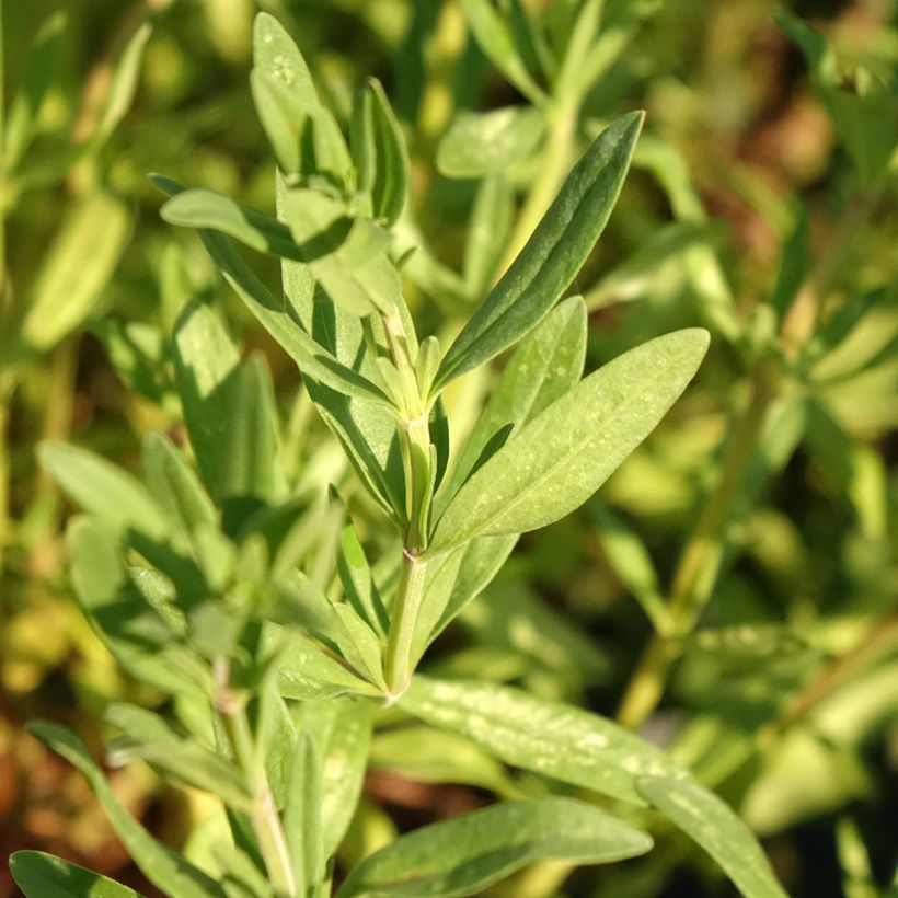 Hysope officinale - Hyssopus officinalis (Feuillage)