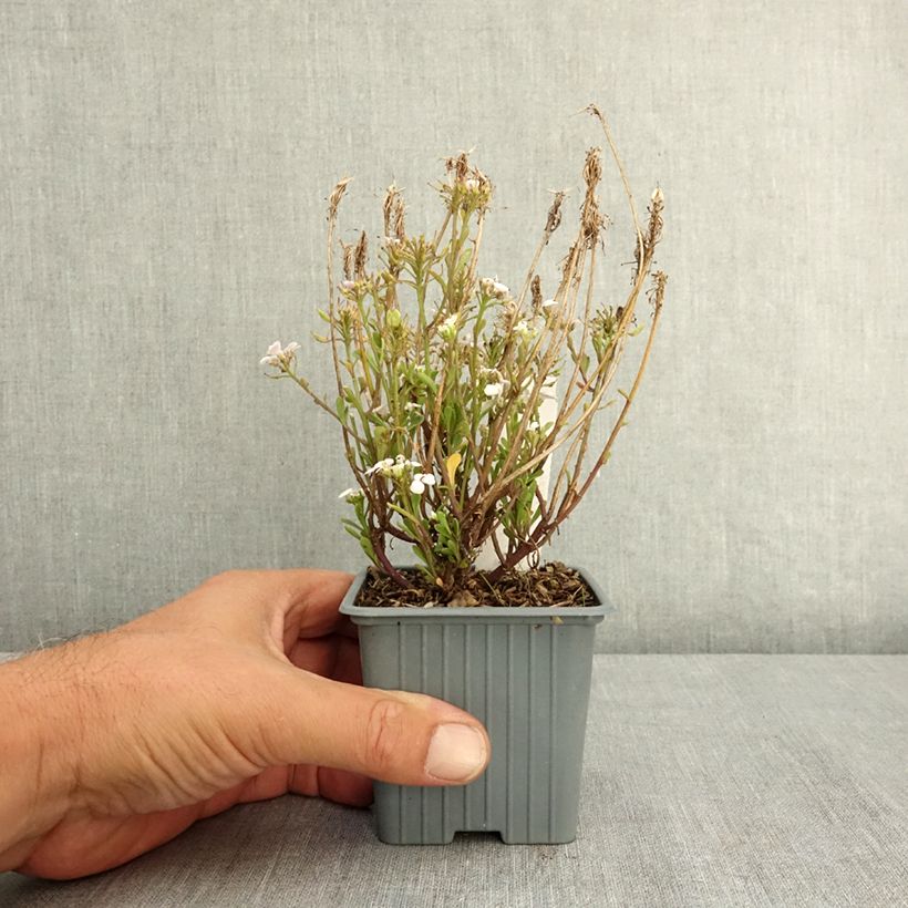 Spécimen de Iberis sempervirens First Flush Grace - Corbeille d’argent Godet de 8/9 cm tel que livré en été