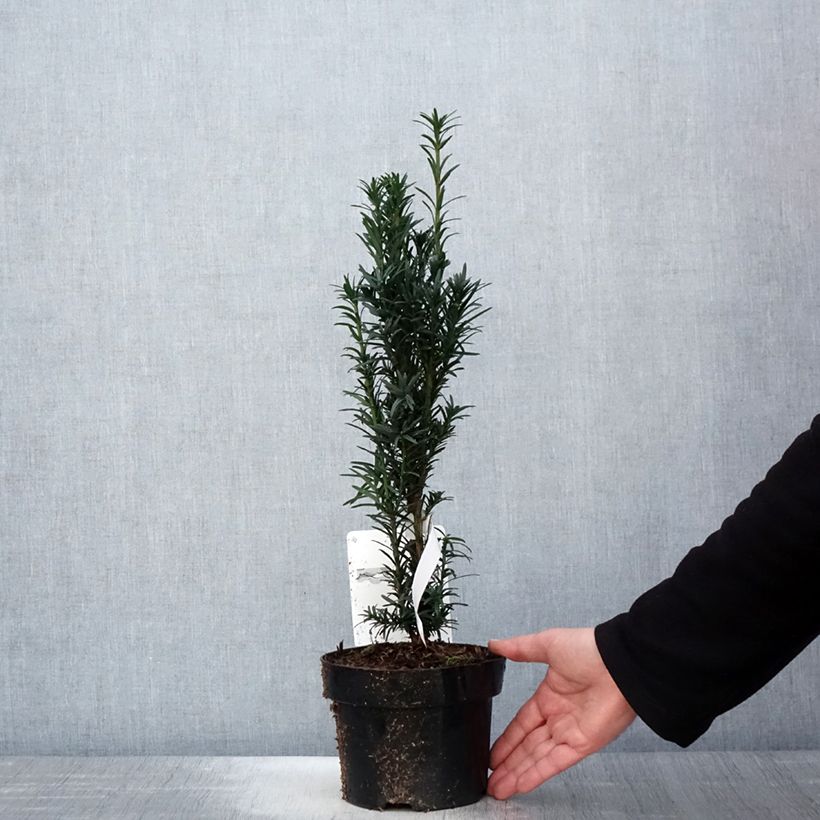 Example of If commun - Taxus baccata fastigiata Black Tower Pot de 2L/3L as you get in printemps