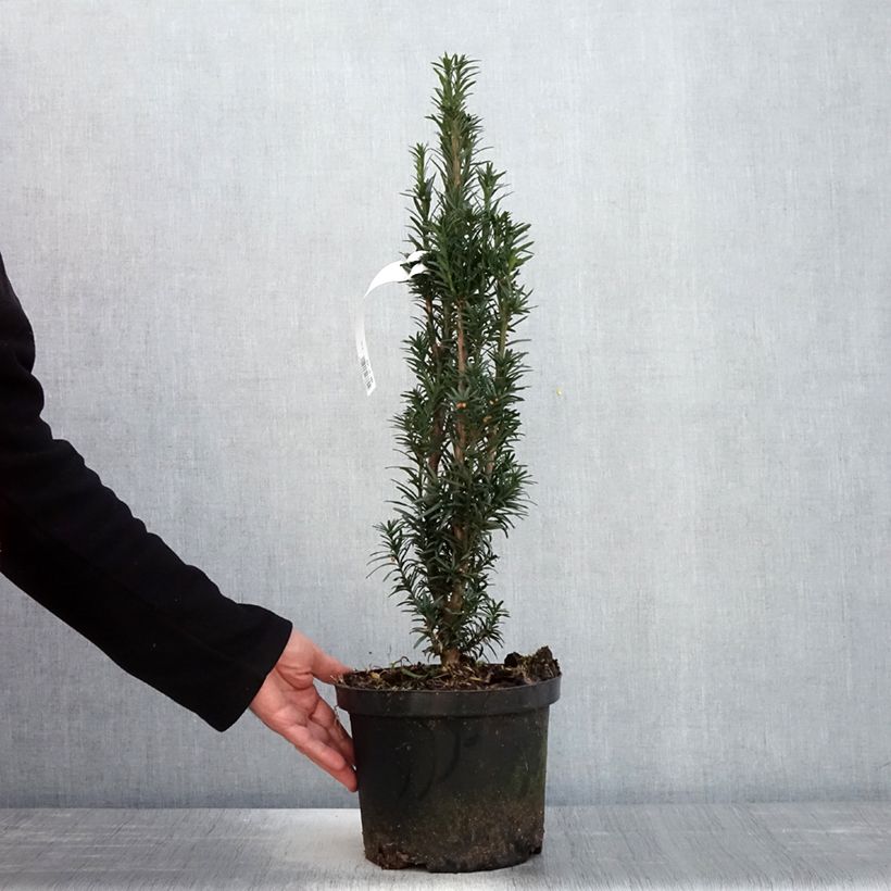 Example of If commun - Taxus baccata fastigiata Black Tower Pot de 4L/5L as you get in printemps