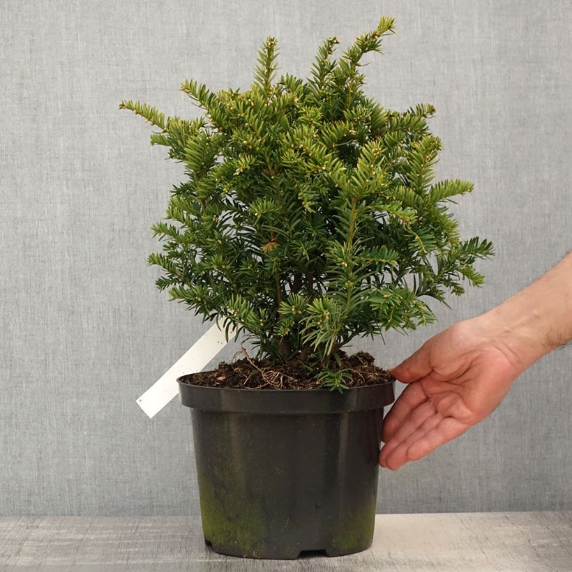 Spécimen de If commun - Taxus baccata Kupfergold Pot de 4L/5L tel que livré au printemps