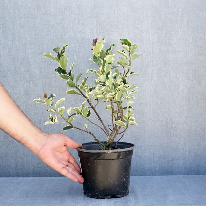 Spécimen de Ilex aquifolium Madame Briot - Houx panaché Pot de 3L/4L tel que livré en été