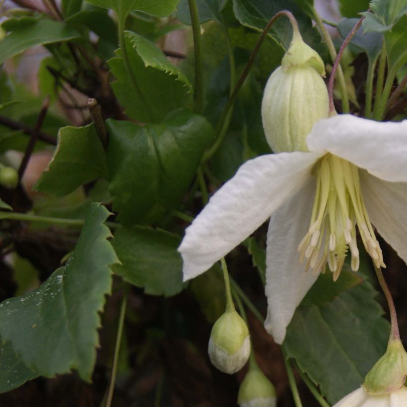 Clématite - Clematis cirrhosa Jingle Bells (Foliage)