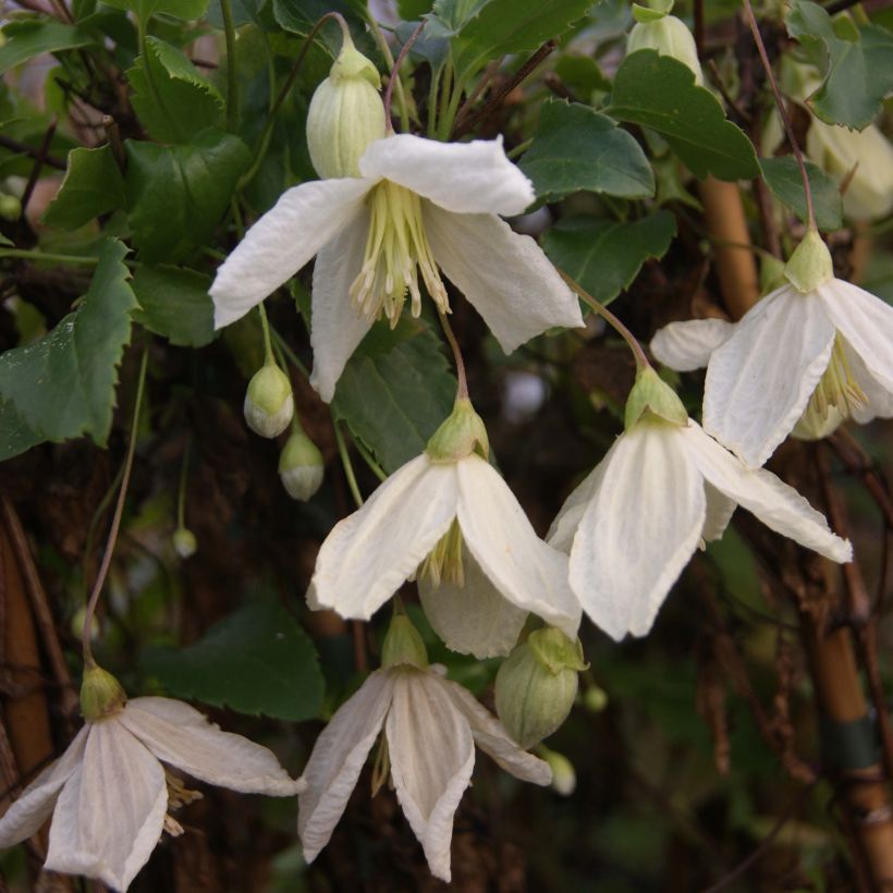 Clématite - Clematis cirrhosa Jingle Bells (Flowering)