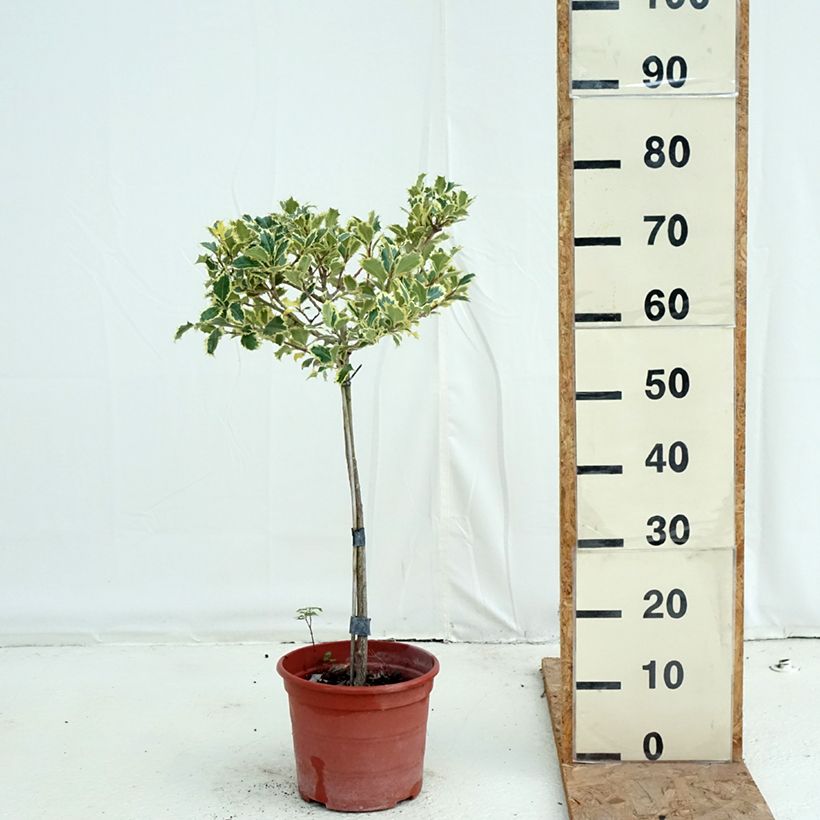 Spécimen de Ilex aquifolium Silver Queen - Houx panaché Pot de 4L/5L, Tige, Tige 40 cm tel que livré en automne