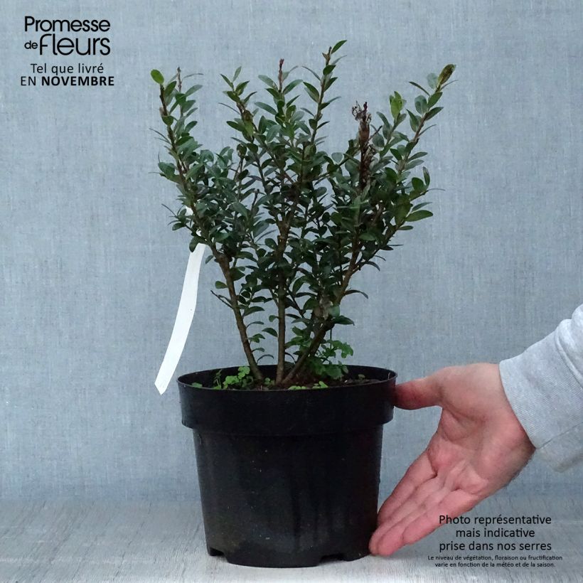 Spécimen de Ilex crenata Caroline Upright - Houx crénelé Pot de 2L/3L tel que livré en automne
