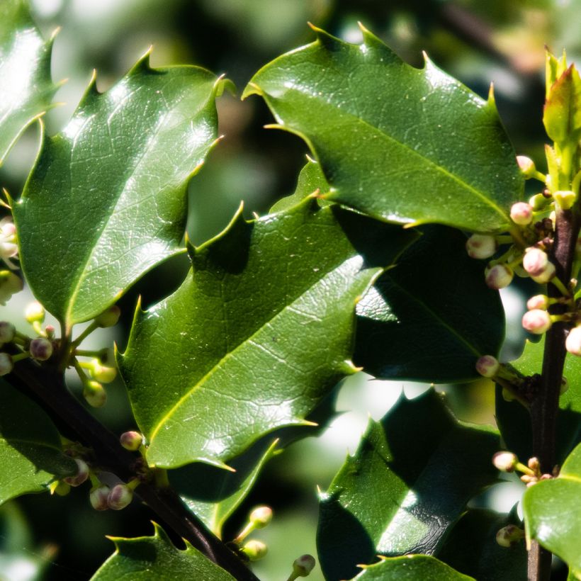 Houx américain - Ilex meserveae Heckenstar (Foliage)