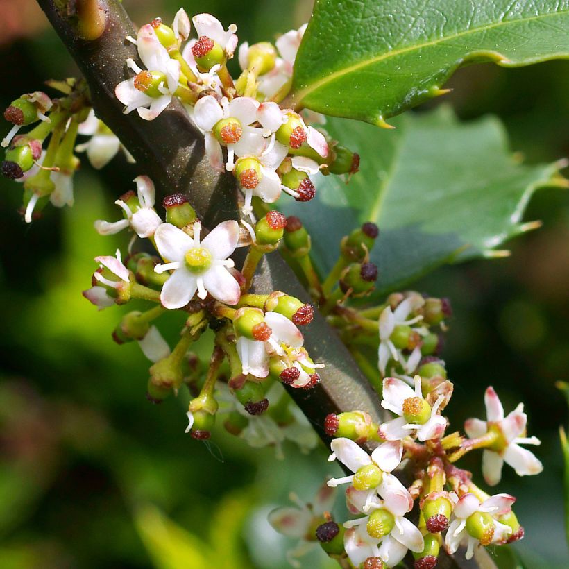 Houx américain - Ilex meserveae Heckenstar (Flowering)