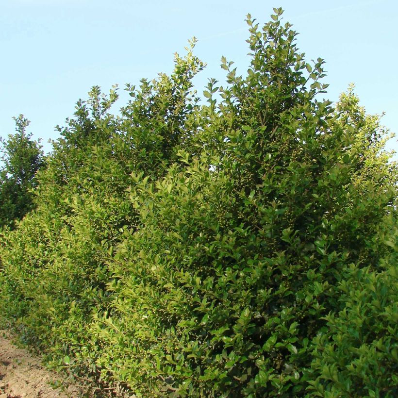 Houx américain - Ilex meserveae Heckenstar (Plant habit)