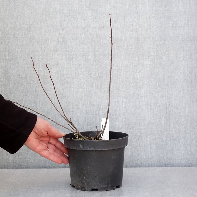 Example of Ilex verticillata - Houx verticillé Pot de 3L/4L as you get in printemps