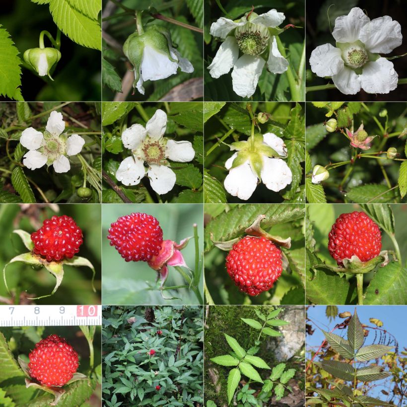 Rubus illecebrosus - Framboisier fraise japonais (Plant habit)