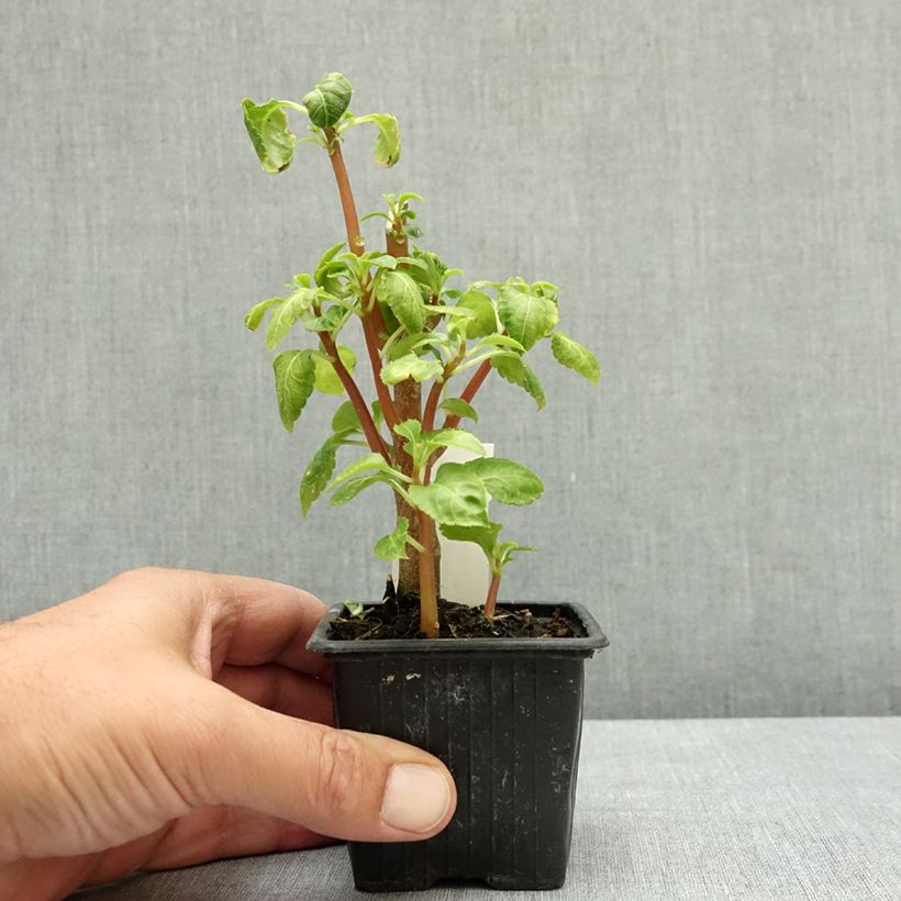 Spécimen de Impatiens niamniamensis rouge et jaune - Impatience de Zanzibar Godet de 7/8 cm tel que livré en été