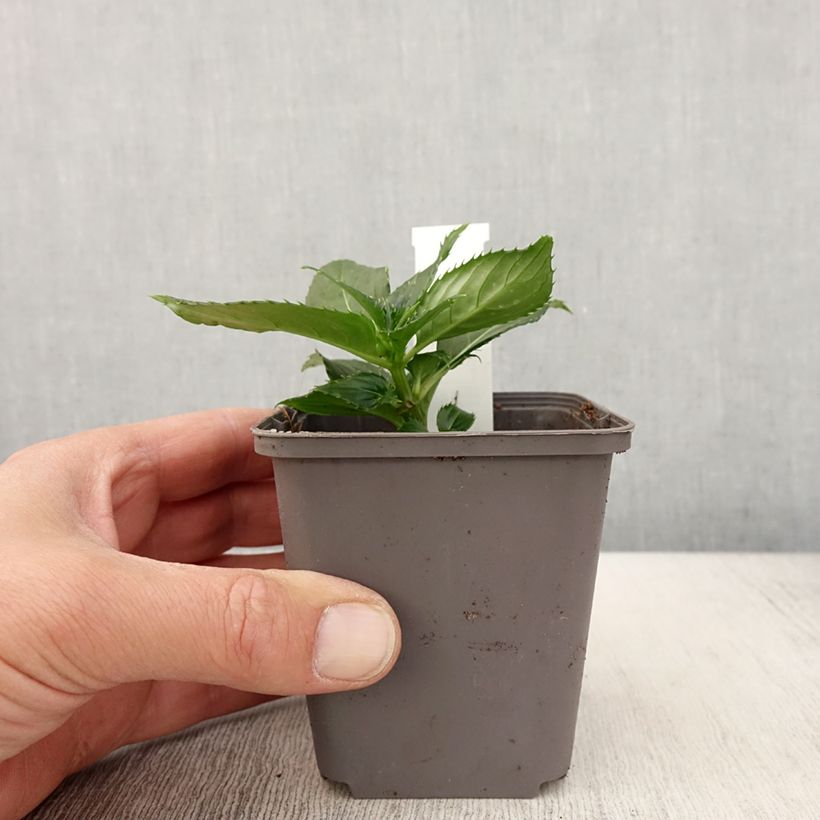 Example of Impatiens SunPatiens compact Blanc Godet de 8/9 cm as you get in printemps