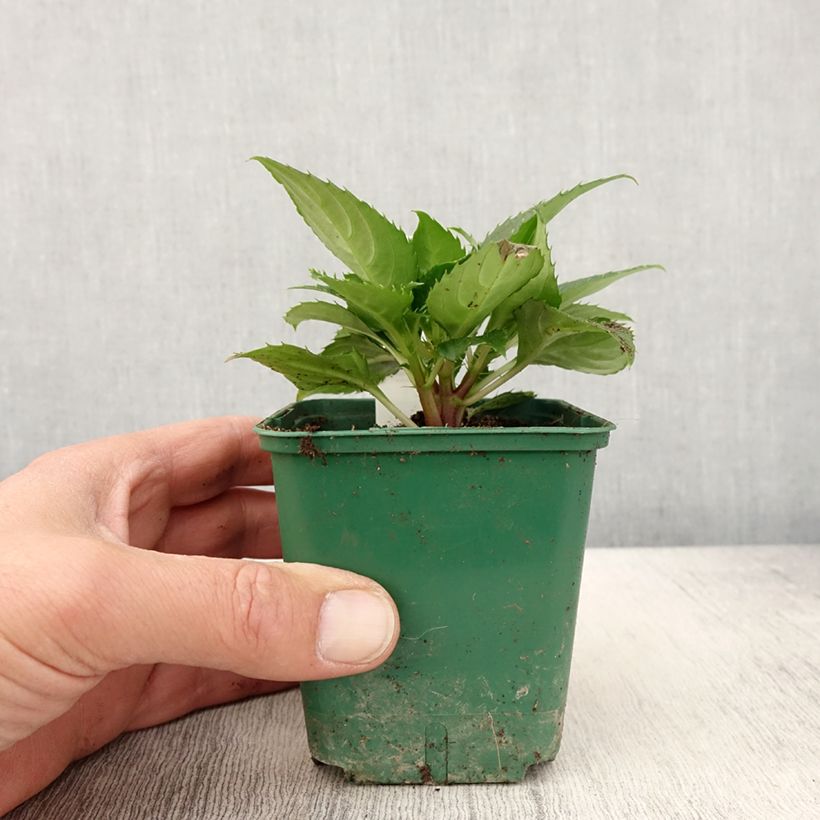 Spécimen de Impatiens Sunpatiens Compact Electric Orange Godet de 8/9 cm tel que livré au printemps