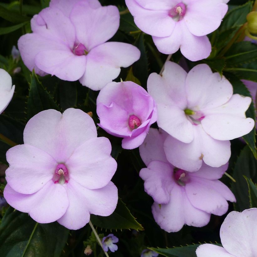 Impatiens SunPatiens Compact Orchid Blush (Flowering)