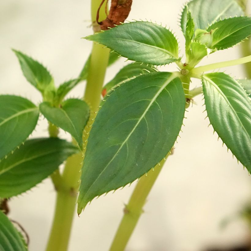 Impatiens SunPatiens Vigorous Clear White Mini-mottes (Feuillage)