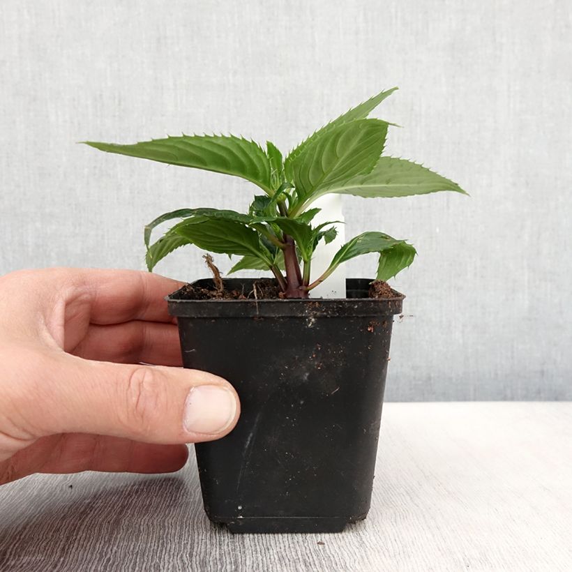 Example of Impatiens Sunpatiens Vigorous Rose Pink Mini-mottes Godet de 8/9 cm as you get in printemps