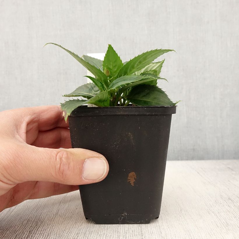 Example of Impatiens Sunpatiens Vigorous Scarlet Mini-mottes Godet de 8/9 cm as you get in printemps