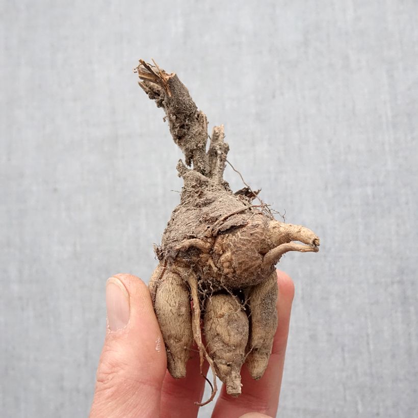 Example of Incarvillea Delavayi Bulbe calibre I, Calibre Extra as you get in printemps