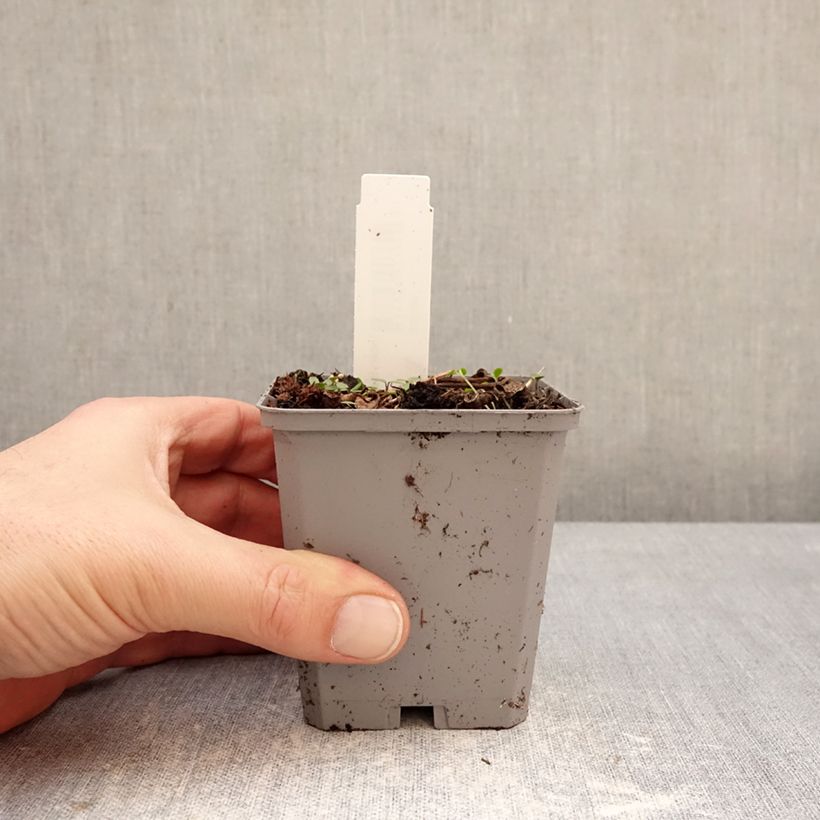 Example of Incarvillea Delavayi Godet de 8/9 cm calibre I as you get in hiver