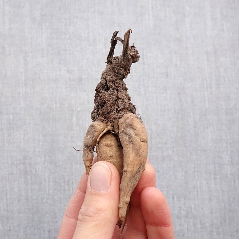 Spécimen de Incarvillea Snowtop Bulbe calibre I, Calibre extra tel que livré au printemps