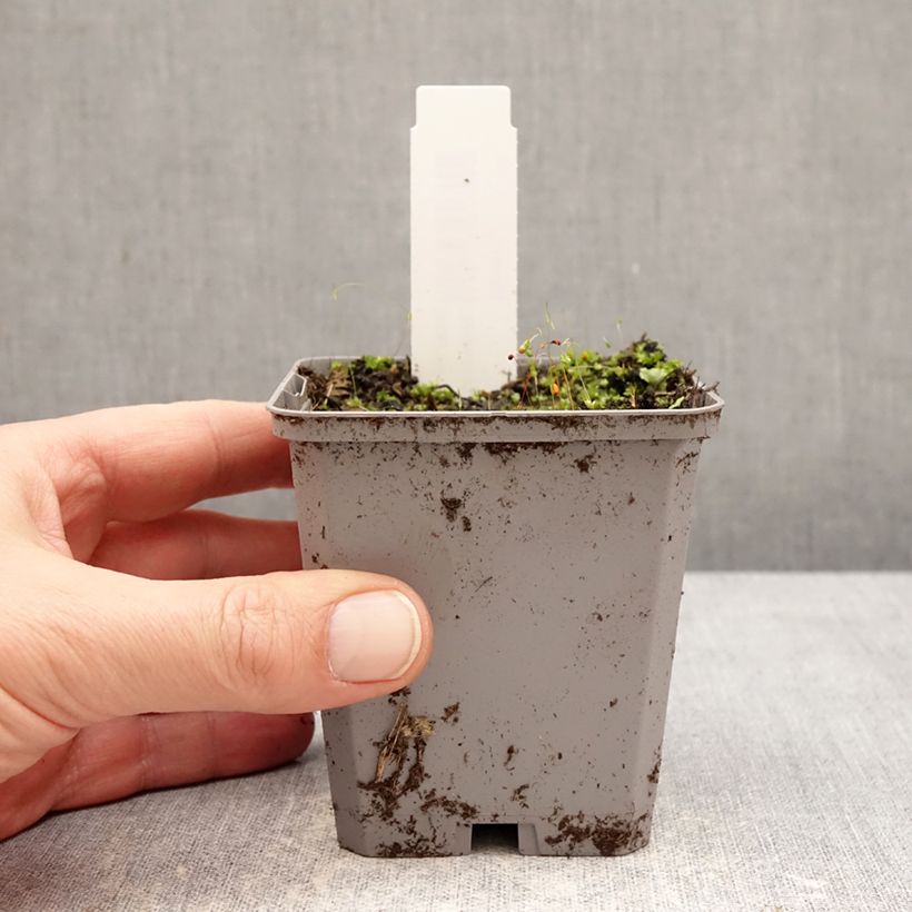 Spécimen de Incarvillea Snowtop Godet de 8/9 cm calibre I tel que livré en hiver