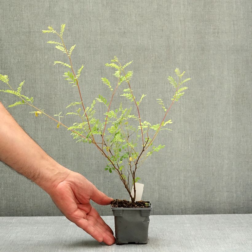 Spécimen de Indigofera heterantha (gerardiana) - Indigotier rose Godet de 8/9 cm tel que livré au printemps