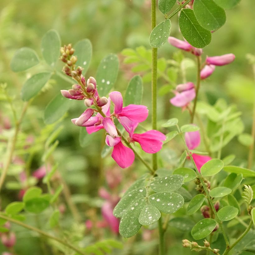 Indigofera heterantha (gerardiana) - Indigotier rose (Flowering)