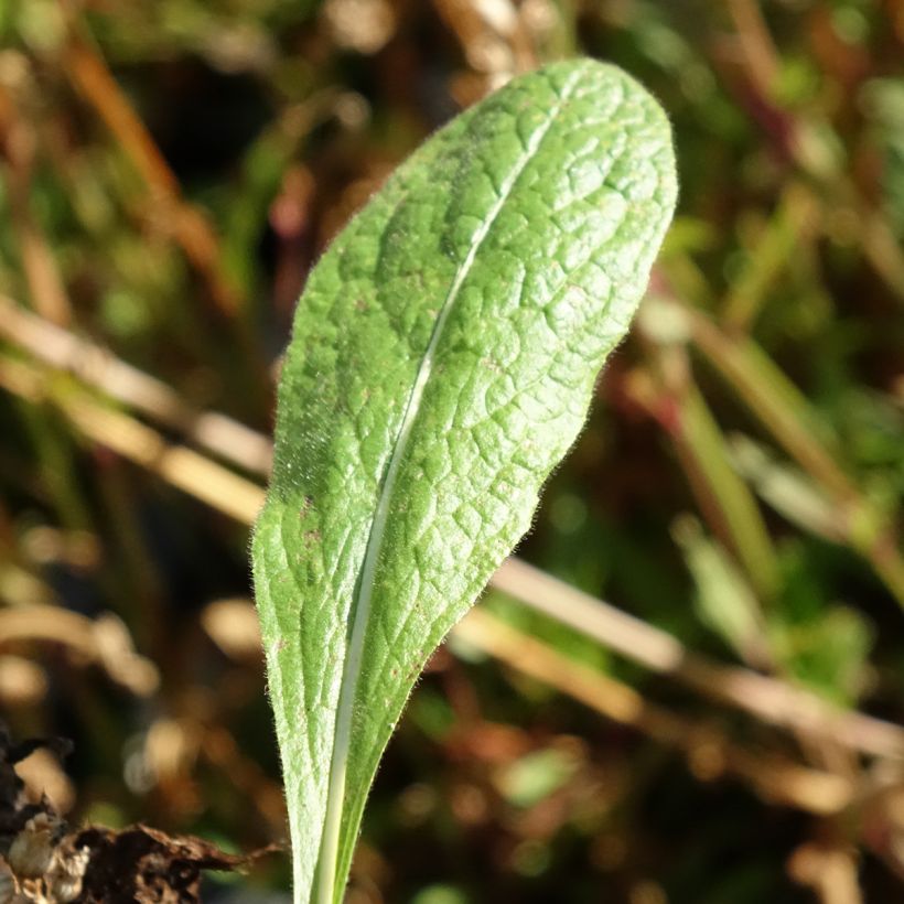 Inula orientalis - Aunée orientale (Feuillage)