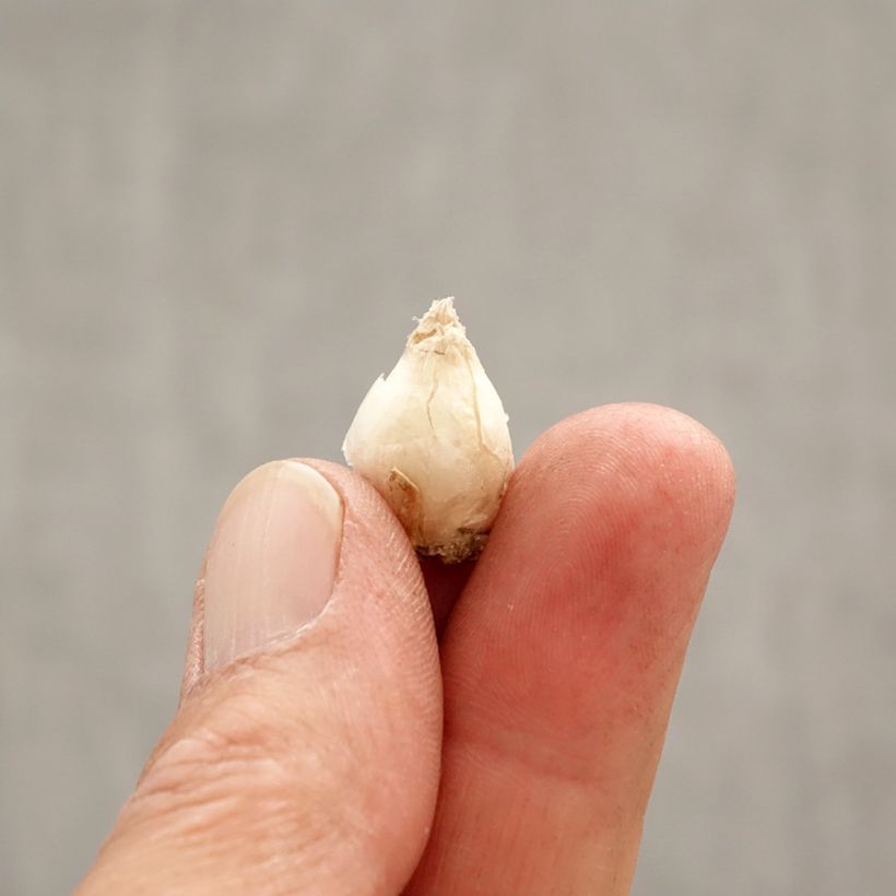 Spécimen de Ipheion Rolf Fiedler Bulbe calibre I tel que livré au printemps