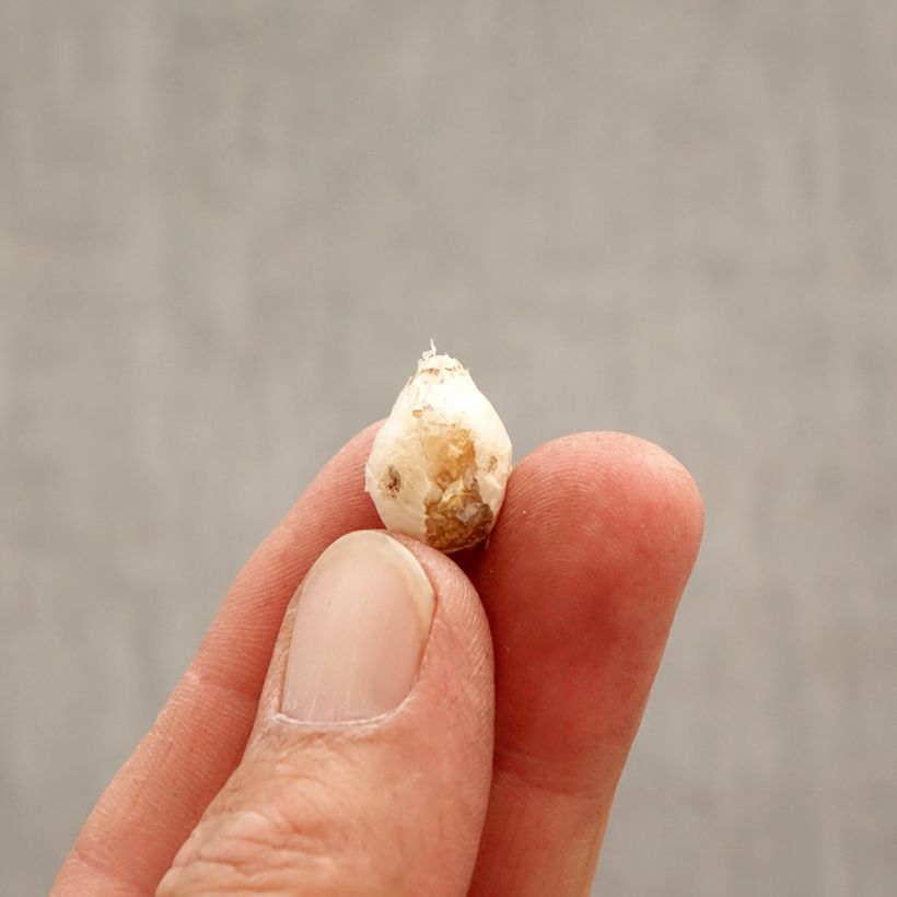 Spécimen de Ipheion unflorum en mélange - Etoile du printemps Bulbe calibre I tel que livré au printemps