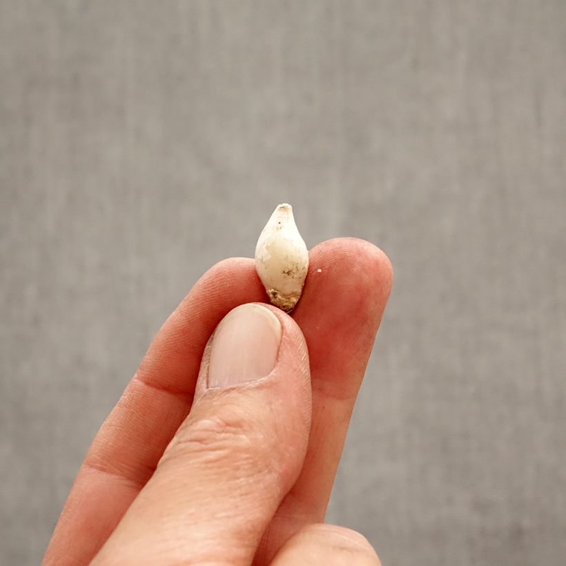 Spécimen de Ipheion uniflorum Bulbe size 4+ tel que livré au printemps