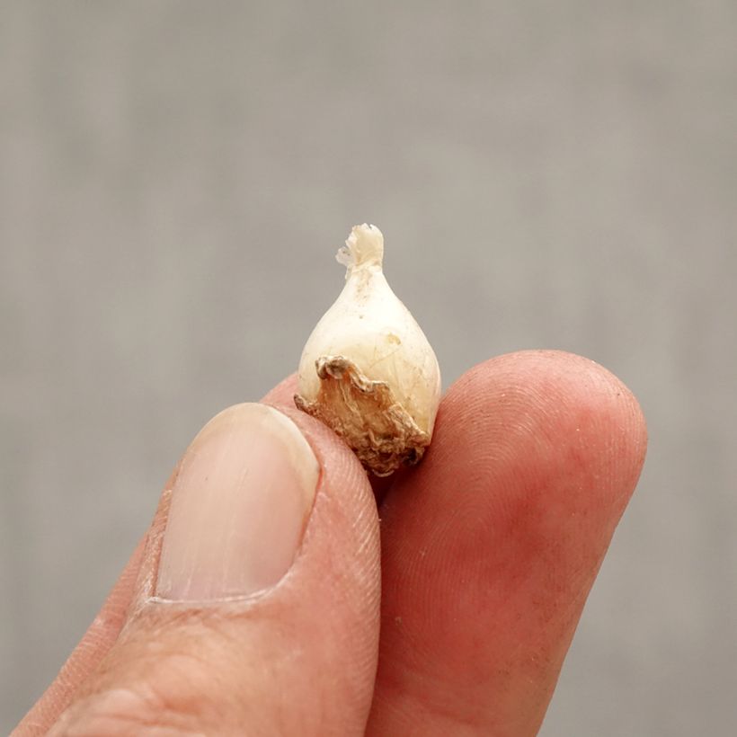 Example of Ipheion uniflorum Froyle Mill - Etoile de printemps Bulbe calibre I as you get in printemps