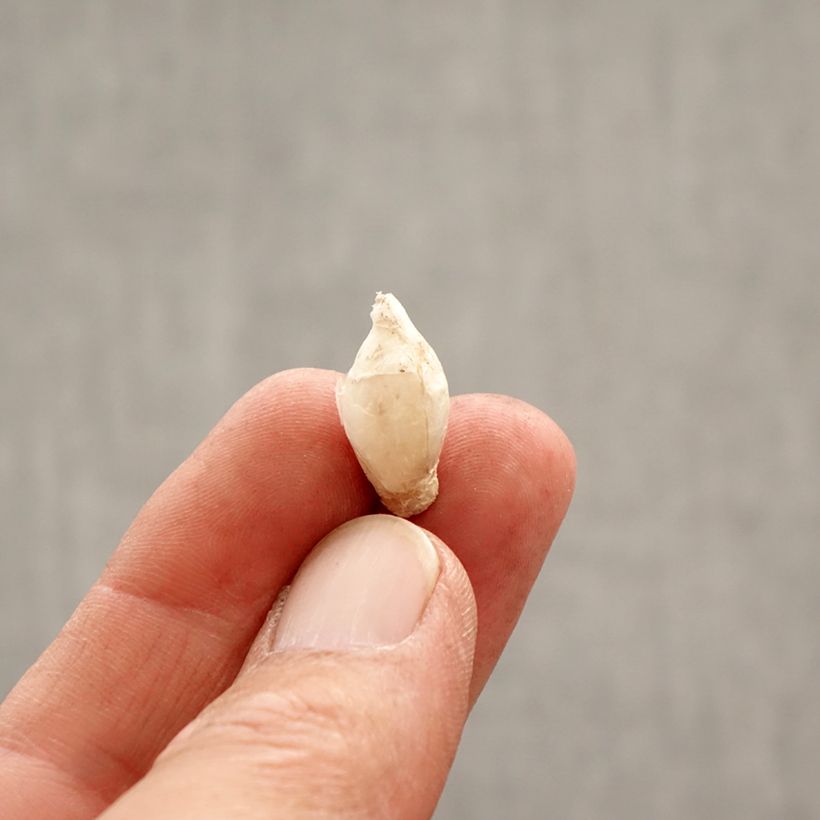 Spécimen de Ipheion uniflorum Tessa - Etoile de printemps Bulbe calibre 4+ tel que livré au printemps