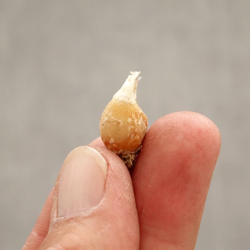 Spécimen de Ipheion uniflorum White Star Bulbe calibre I tel que livré au printemps